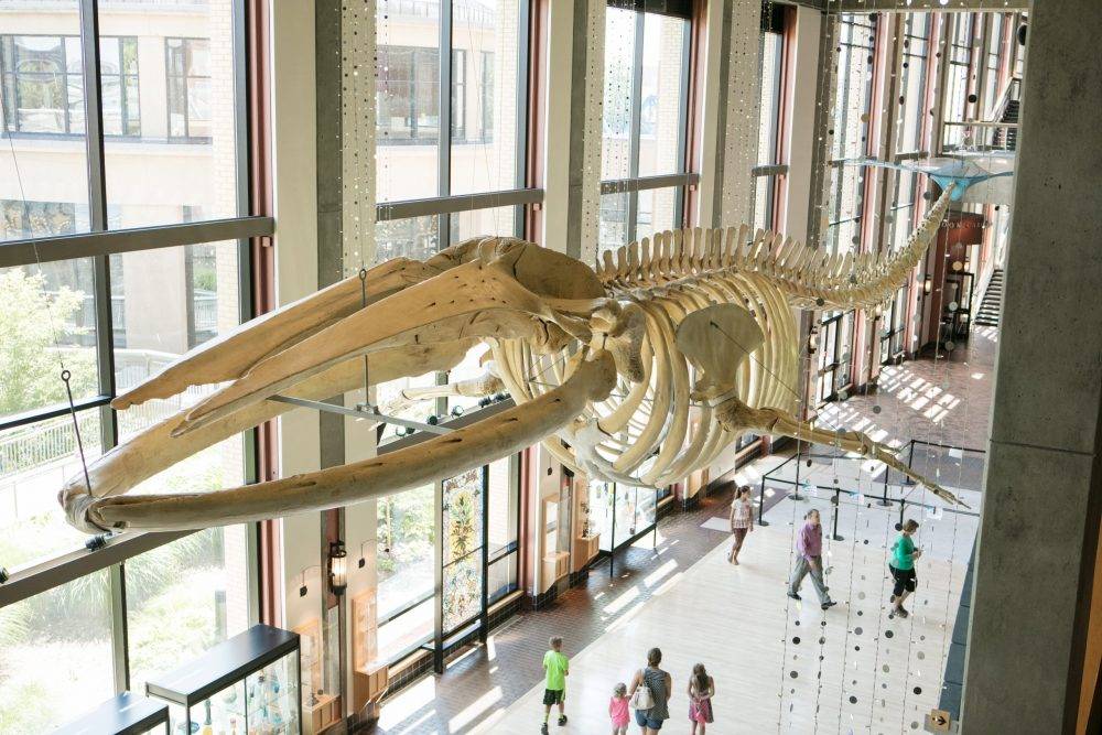 Skeleton of a whale at the Grand Rapids Public Museum